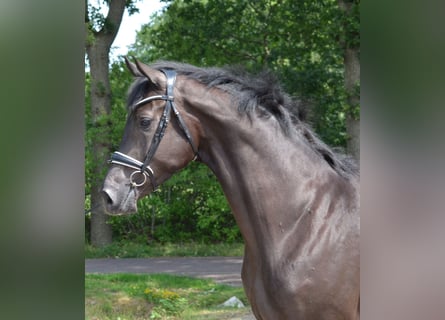 KWPN, Wallach, 4 Jahre, 171 cm, Rappe
