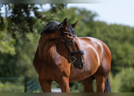 KWPN, Wallach, 4 Jahre, 172 cm, Brauner