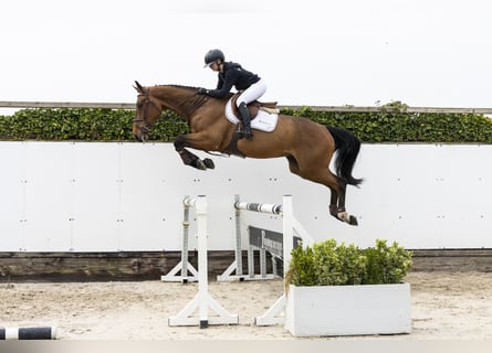 KWPN, Wallach, 4 Jahre, 172 cm, Brauner