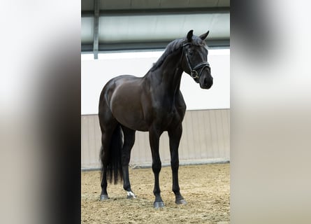 KWPN, Wallach, 4 Jahre, 172 cm, Rappe