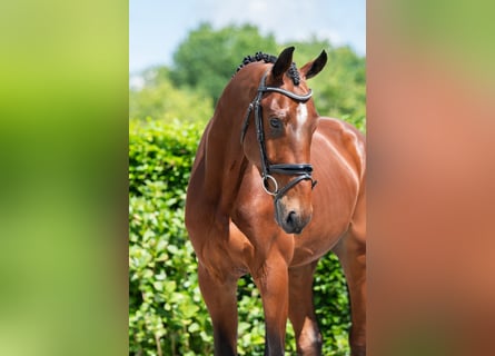 KWPN, Wallach, 4 Jahre, 172 cm, Rotbrauner
