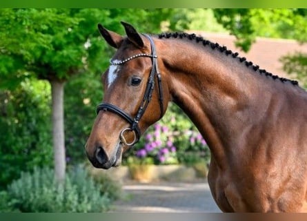 KWPN, Wallach, 4 Jahre, 172 cm