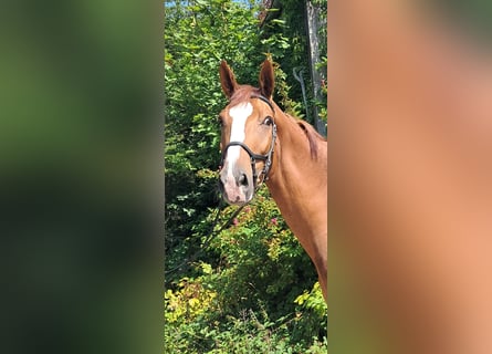 KWPN, Wallach, 4 Jahre, 173 cm, Fuchs