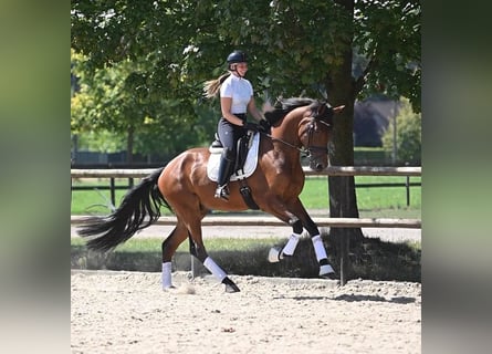 KWPN, Wallach, 4 Jahre, 174 cm, Brauner