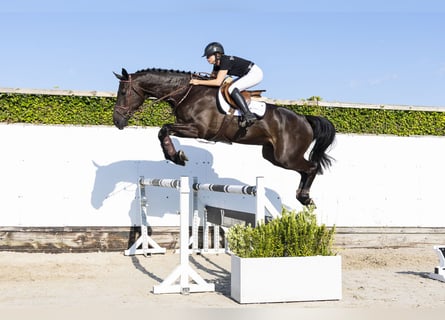 KWPN, Wallach, 4 Jahre, 174 cm, Schwarzbrauner