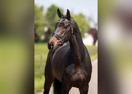 KWPN, Wallach, 4 Jahre, 175 cm, Dunkelbrauner