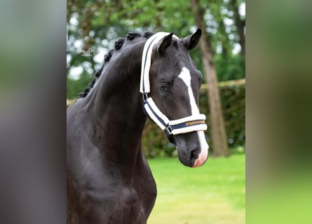 KWPN, Wallach, 4 Jahre, 175 cm, Rappe