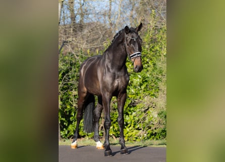 KWPN, Wallach, 4 Jahre, 176 cm, Brauner