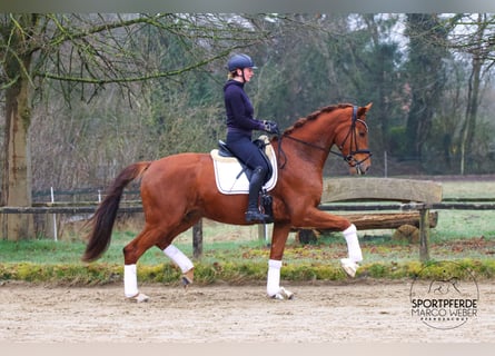 KWPN, Wallach, 4 Jahre, 177 cm, Fuchs