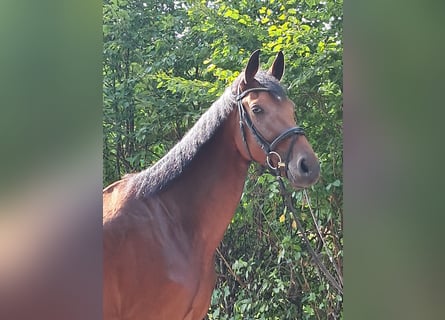 KWPN, Wallach, 4 Jahre, 178 cm, Brauner