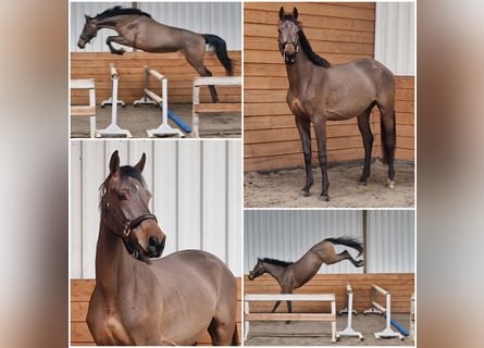 KWPN, Wallach, 4 Jahre, Brauner