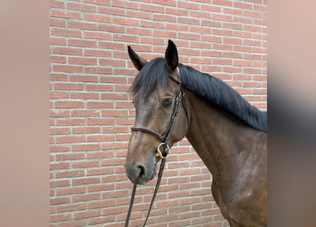 KWPN, Wallach, 4 Jahre, Dunkelbrauner