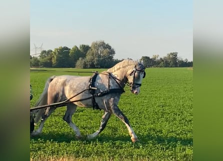 KWPN, Wallach, 5 Jahre, 155 cm, Schimmel