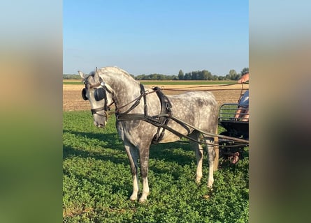 KWPN, Wallach, 5 Jahre, 155 cm, Schimmel