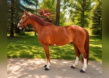 KWPN, Wallach, 5 Jahre, 160 cm, Fuchs