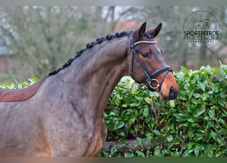 KWPN, Wallach, 5 Jahre, 162 cm, Brauner