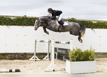 KWPN, Wallach, 5 Jahre, 163 cm, Schimmel