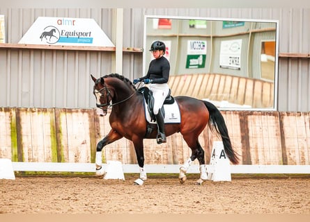 KWPN, Wallach, 5 Jahre, 165 cm, Brauner