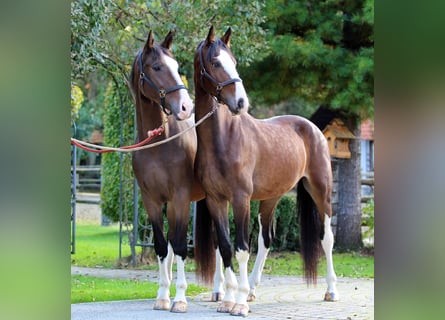 KWPN, Wallach, 5 Jahre, 165 cm, Brauner