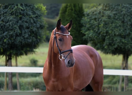 KWPN, Wallach, 5 Jahre, 165 cm, Brauner