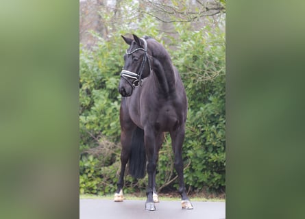 KWPN, Wallach, 5 Jahre, 165 cm, Rappe