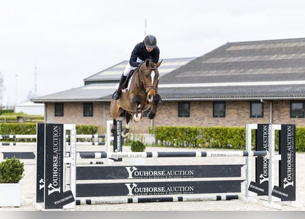 KWPN, Wallach, 5 Jahre, 166 cm, Dunkelbrauner