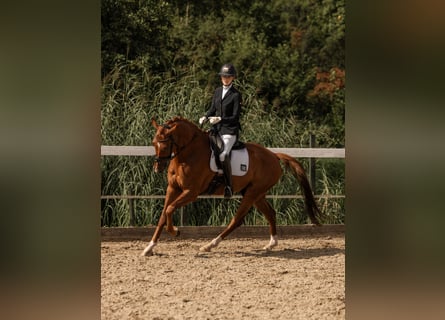 KWPN, Wallach, 5 Jahre, 167 cm, Dunkelfuchs