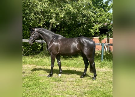 KWPN, Wallach, 5 Jahre, 167 cm, Rappe
