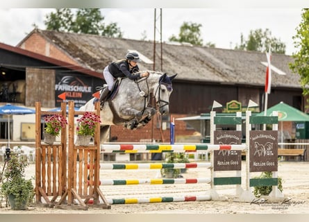 KWPN, Wallach, 5 Jahre, 167 cm, Schimmel