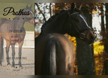 KWPN, Wallach, 5 Jahre, 167 cm, Schwarzbrauner