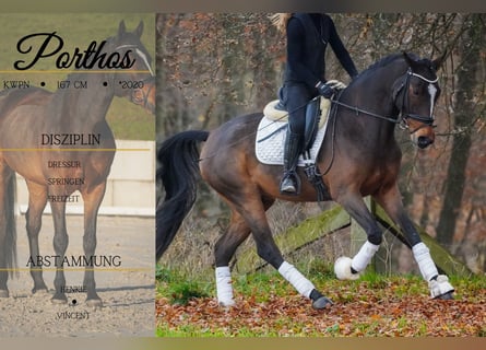 KWPN, Wallach, 5 Jahre, 167 cm, Schwarzbrauner