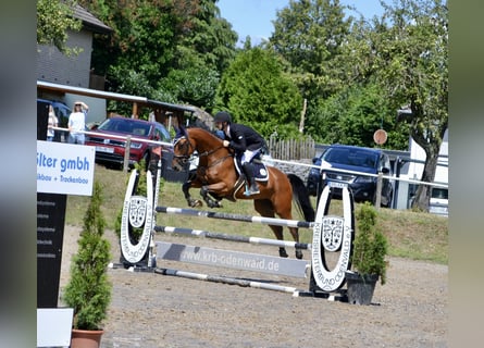 KWPN, Wallach, 5 Jahre, 168 cm, Brauner