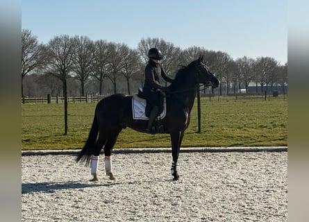 KWPN, Wallach, 5 Jahre, 168 cm, Rappe