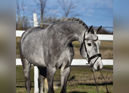 KWPN, Wallach, 5 Jahre, 168 cm, Schimmel
