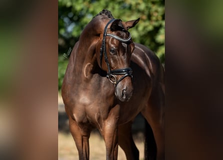 KWPN, Wallach, 5 Jahre, 169 cm, Brauner