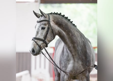 KWPN, Wallach, 5 Jahre, 169 cm, Schimmel