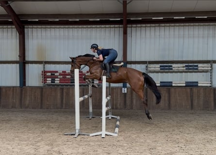 KWPN, Wallach, 5 Jahre, 170 cm, Brauner