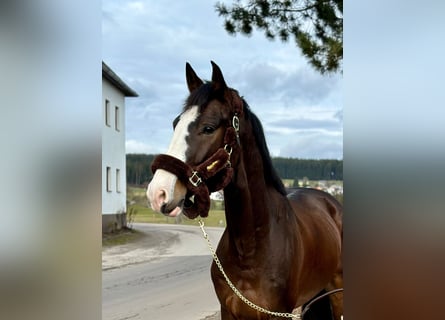 KWPN, Wallach, 5 Jahre, 170 cm, Dunkelbrauner