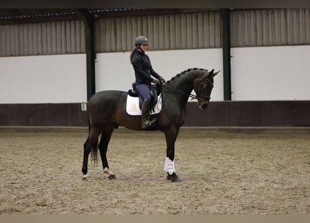 KWPN, Wallach, 5 Jahre, 170 cm, Dunkelbrauner