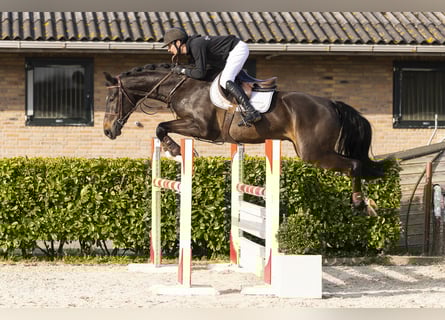 KWPN, Wallach, 5 Jahre, 170 cm, Dunkelbrauner