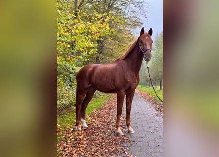 KWPN, Wallach, 5 Jahre, 170 cm, Dunkelfuchs