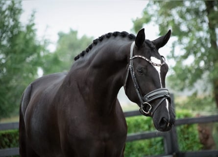 KWPN, Wallach, 5 Jahre, 170 cm, Rappe