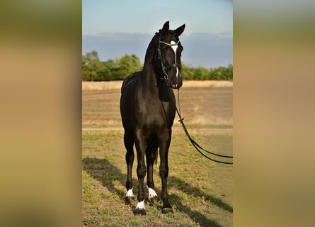 KWPN, Wallach, 5 Jahre, 170 cm, Rappe