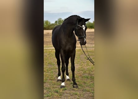 KWPN, Wallach, 5 Jahre, 170 cm, Rappe