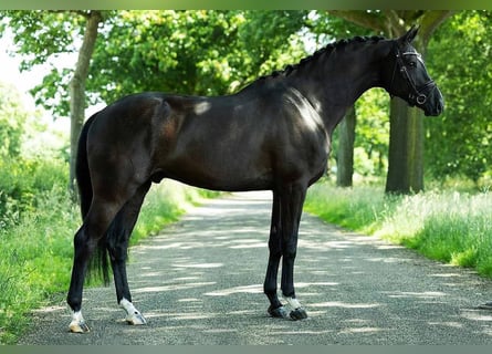 KWPN, Wallach, 5 Jahre, 170 cm, Rappe