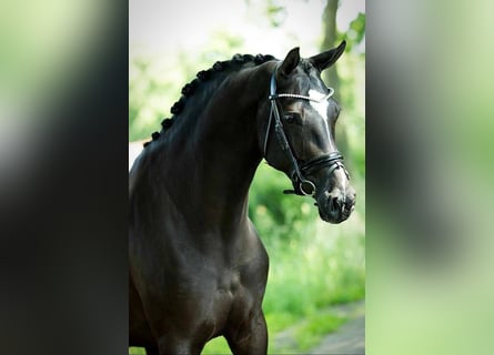 KWPN, Wallach, 5 Jahre, 170 cm, Rappe