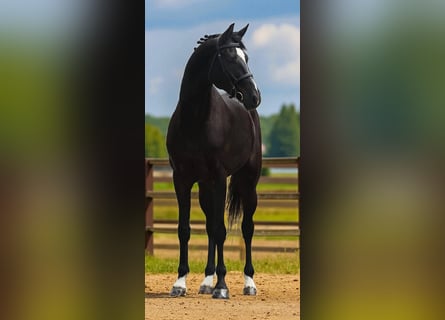 KWPN, Wallach, 5 Jahre, 170 cm, Rappe