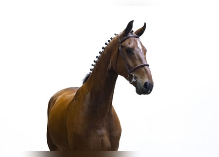 KWPN, Wallach, 5 Jahre, 170 cm, Roan-Bay