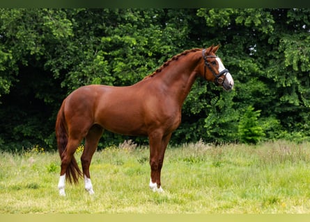 KWPN, Wallach, 5 Jahre, 171 cm, Fuchs