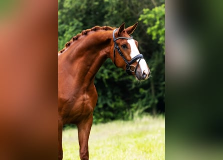 KWPN, Wallach, 5 Jahre, 171 cm, Fuchs